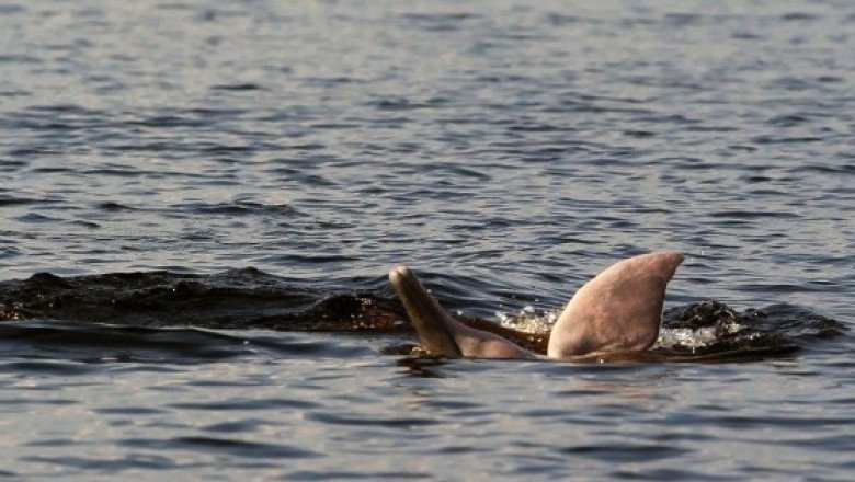Científicos logran escuchar a delfines de río en peligro de extinción en el Amazonas