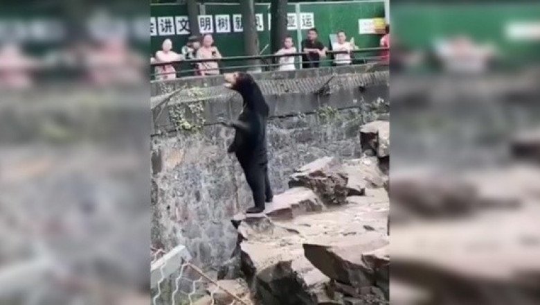 Oso de zoológico chino desata la polémica por verse muy humano