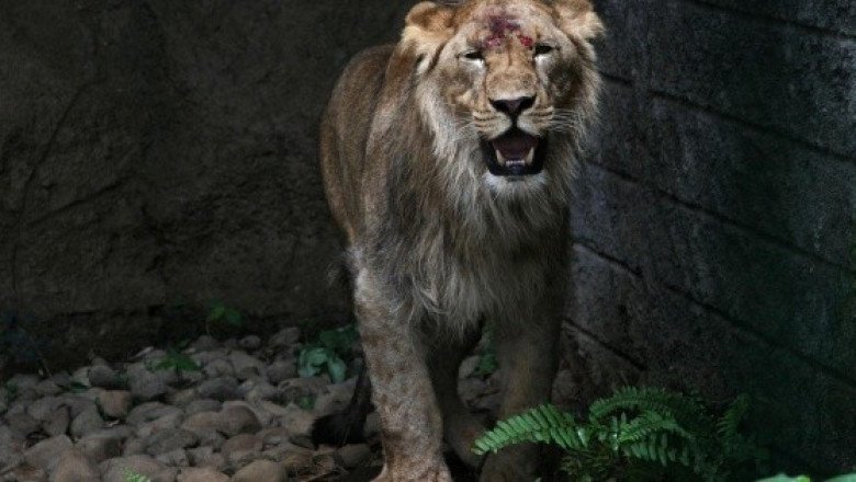 ONG pide al gobierno de Sudáfrica impugnar la "brutal" industria de cría de leones