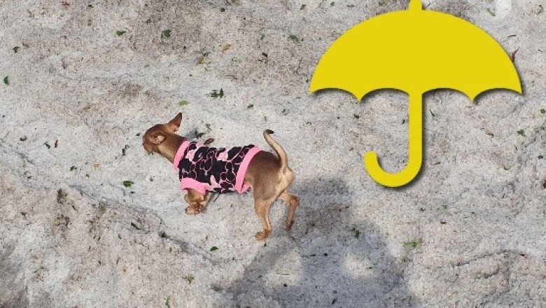 "Hilary" traería lluvias muy fuertes a 6 estados este miércoles