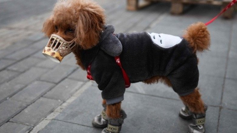 Perrhijos, la otra manera de tener familia de los millenials