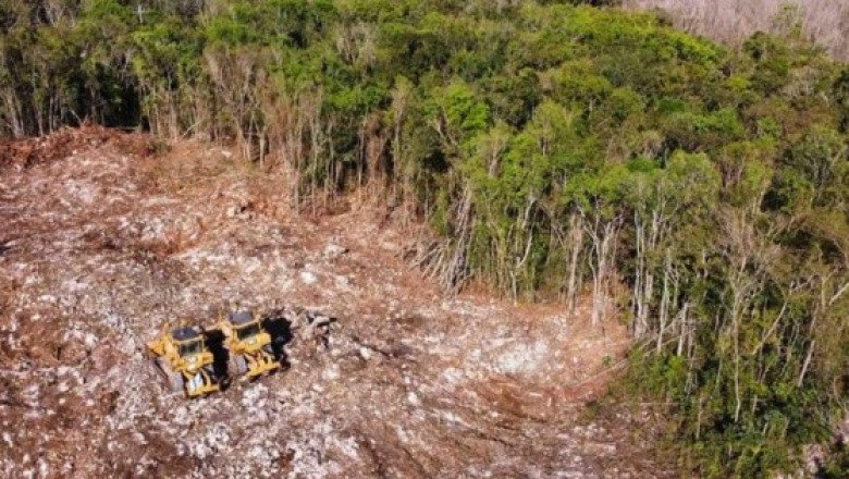 Más de 10 millones de árboles se han derribado para construir el Tren Maya