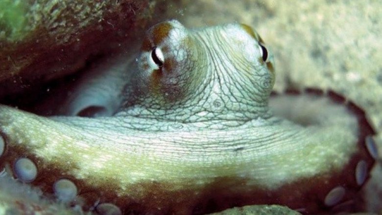 ¡Pulpo maya amenazado! Científicos encuentran herbicidas y metales pesados