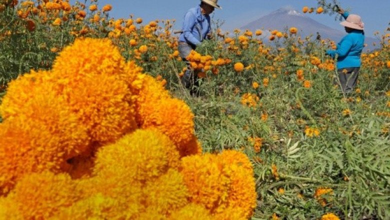 ¿El cempasúchil que se vende en México es transgénico?