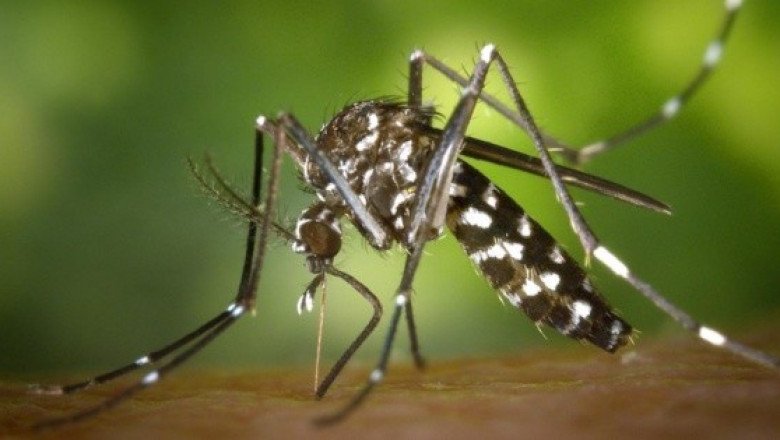 Honduras: Más de 27 enfermos y 31 muertes por dengue en 2023