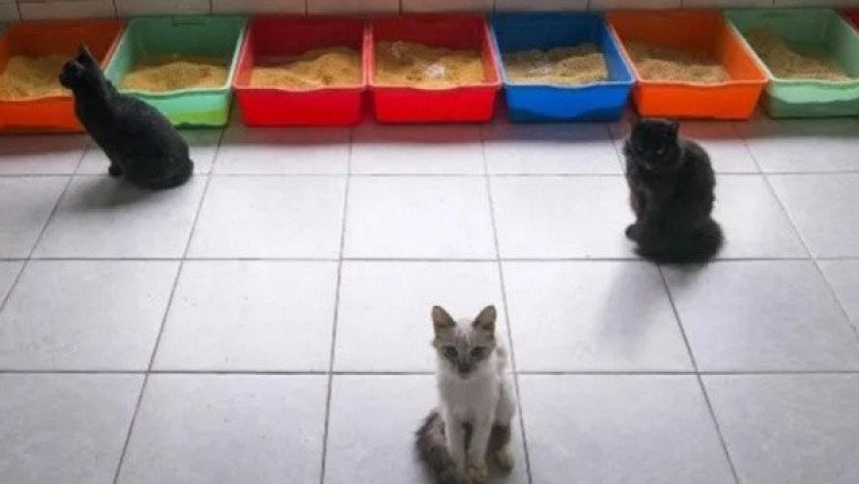 Coronavirus felino afecta a mascotas de Europa