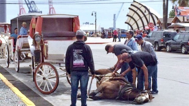 Combate Marina del Pilar maltrato animal en BC