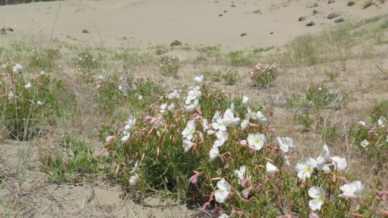 -Los contaminantes atmosféricos ponen en riesgo la polinización -