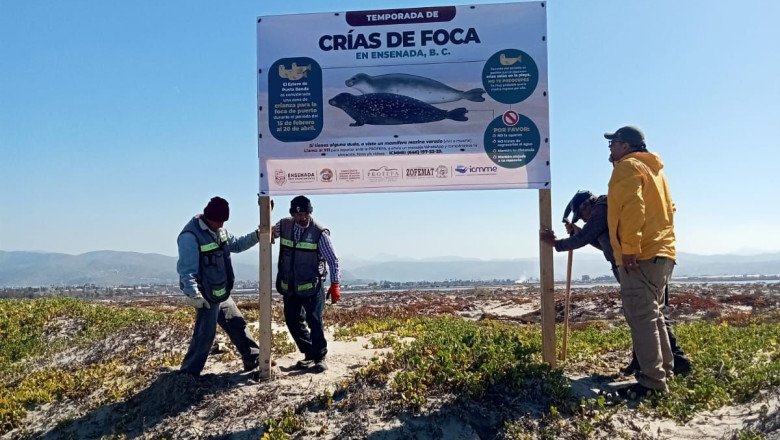 Buscan prevenir daños a las especies marinas
