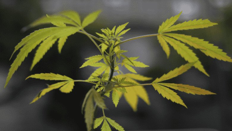 Alemania legaliza el uso recreativo del cannabis