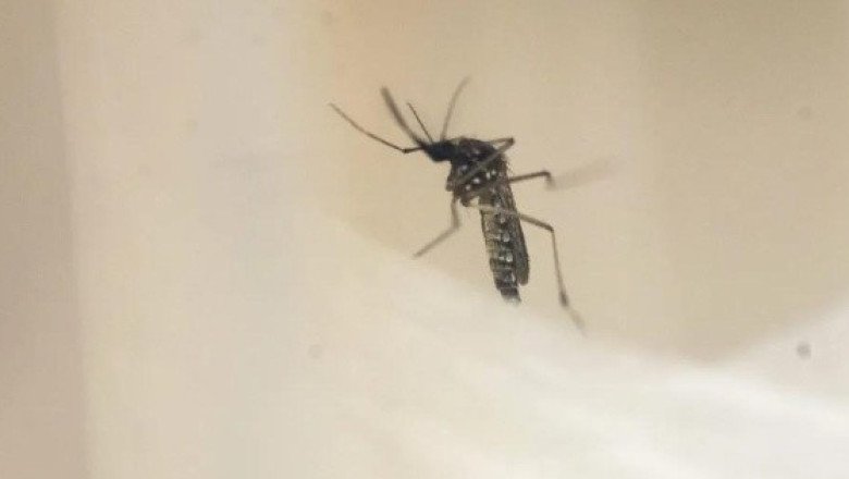 Perú declara en emergencia su territorio tras aumento de casos de dengue