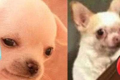 Estos son los mejores MEMES tras imposición de Canadá de visa para mexicanos