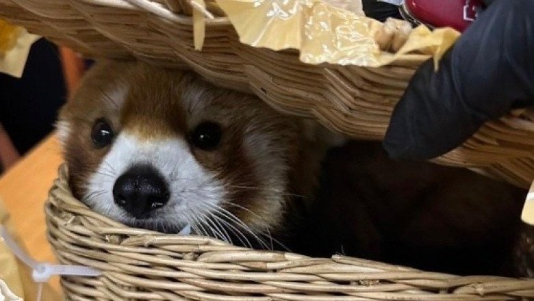 Tailandia: arrestan a 6 personas por  llevar un panda rojo y otros 86 animales en equipaje