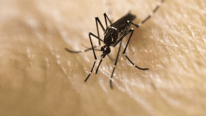 Epidemia de dengue en Latinoamérica alcanza cifras alarmantes en lo que va del 2024