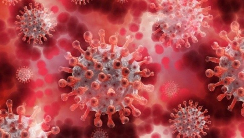 Hong Kong detecta primer caso del mortal virus B, luego del ataque de un mono