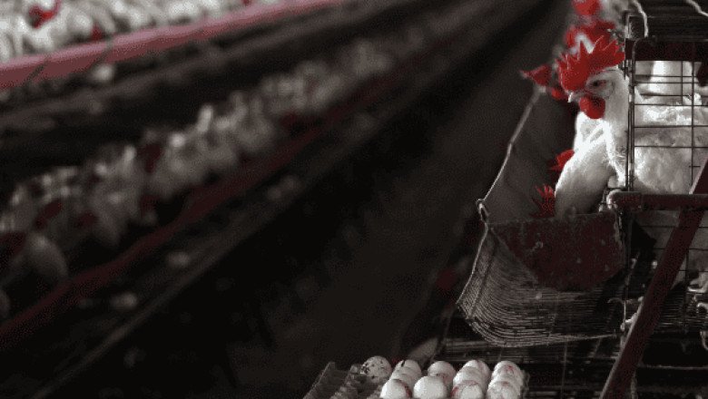 ¿Por qué la pandemia de gripe aviar podría ser 100 veces peor que la de COVID?