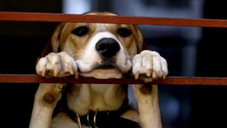 En este estado ya no podrán negarte la renta de una casa por tener mascotas