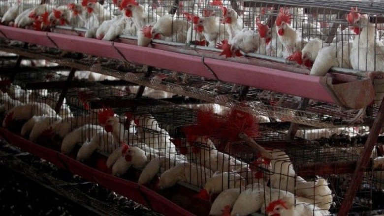 La OMS pide vigilar de cerca la transmisión de la gripe aviar H5N1 a humanos