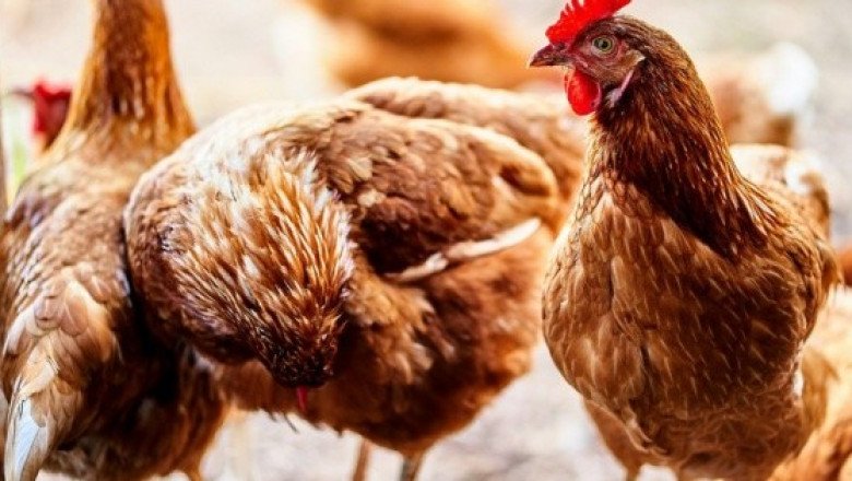 ¿Podría la gripe aviar convertirse en la próxima pandemia? Esto dice la OMS