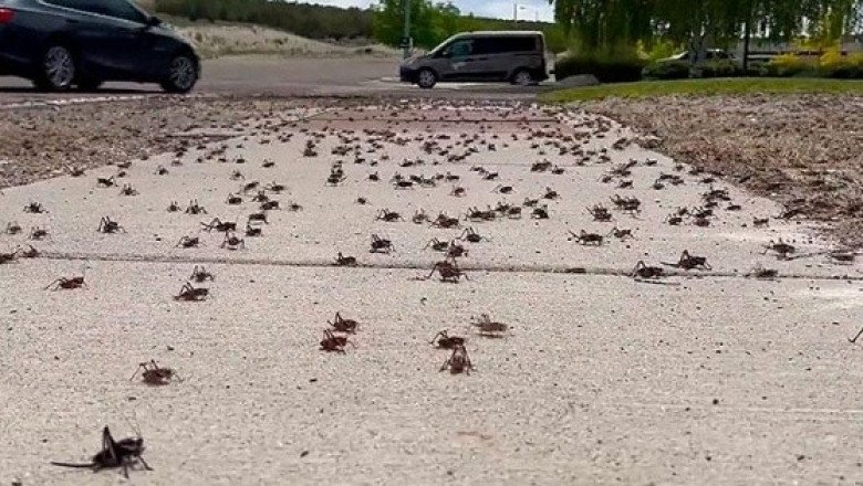 Grillos "caníbales" desatan el caos en Estados Unidos