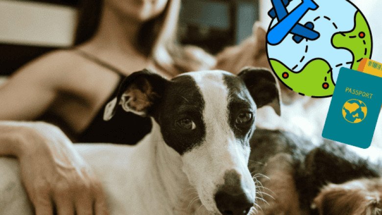¡No más jaulas! Con esta aerolínea tu perro podrá viajar en cabina contigo