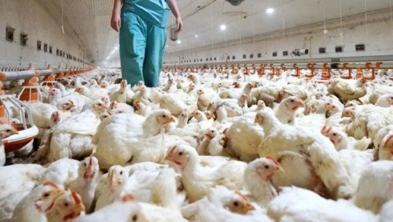 ¿Debe preocuparnos la gripe aviar? Esto dicen los especialistas