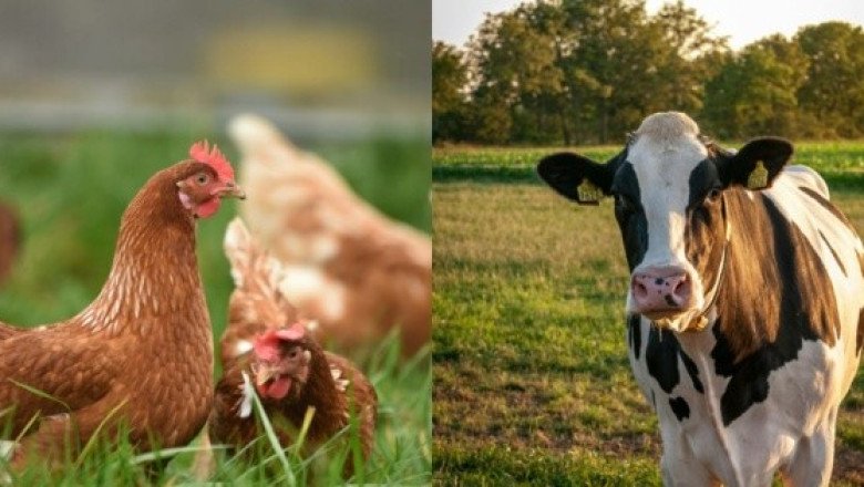 Un hombre en México falleció por un tipo de gripe aviar, pero en EU siguen centrados en otro