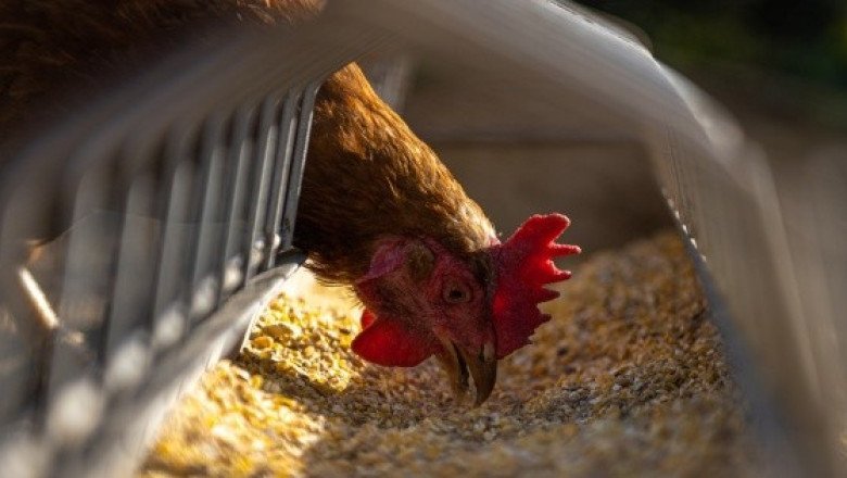 OMS confirma caso de gripe aviar AH9N2 en India