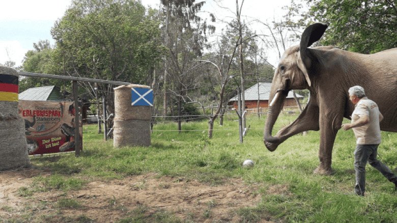 Elefante predice el resultado del primer partido de la Eurocopa