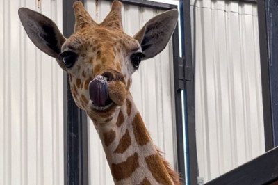LLEGA BAAKO, LA JIRAFA QUE PROMUEVE LA CONSERVACIÓN EN PAIPAI ECOTURISM PARK: EDGAR PÉREZ ORTIZ