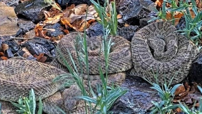 Cámara web observa cientos de víboras de cascabel en 'mega madriguera' de Colorado (VIDEO)