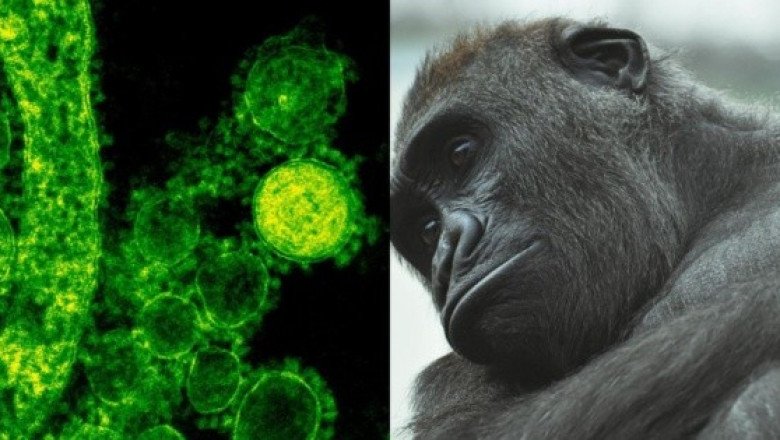 Virus Mpox: ¿Qué fue lo que provocó el rebrote en África?