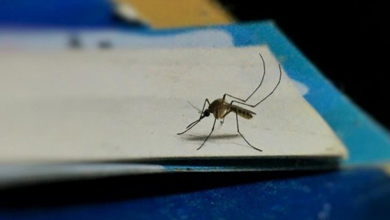 ¿Qué es la fiebre del Nilo? La enfermedad que tiene en alerta a España