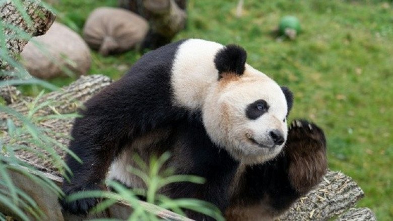 Hong Kong enloquece con la llegada VIP de dos pandas gigantes donados por Pekín