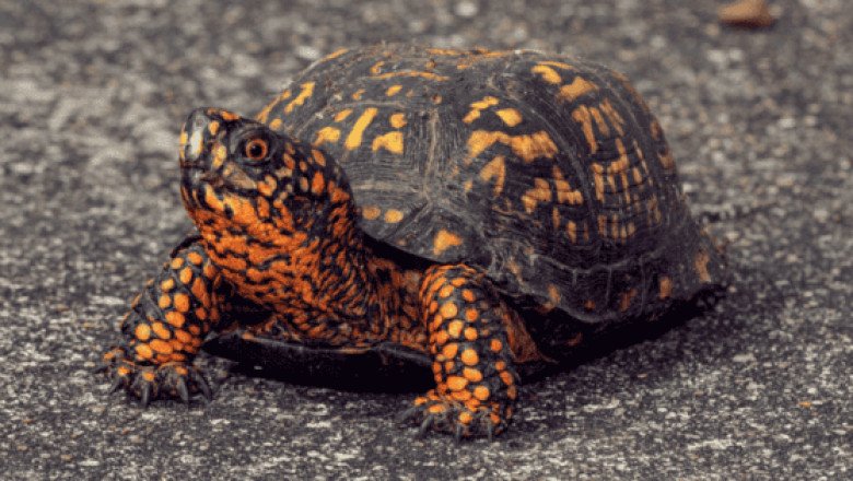 Hong Kong busca a ladrones por robar tortugas valoradas en más de 600 mil dólares