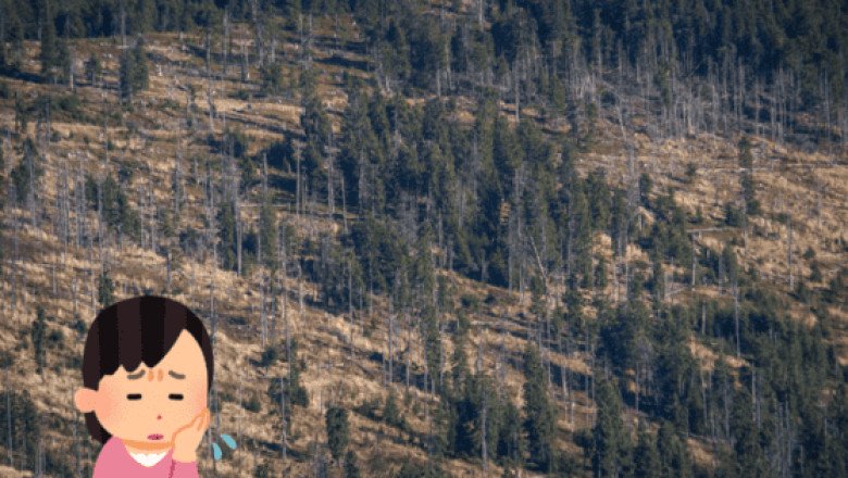 Existe un alto riesgo de extinción de árboles endémicos de la Amazonía