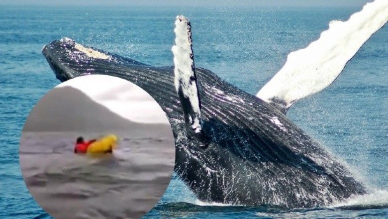 Joven kayakista es tragado por ballena y el momento se hace viral en redes (VIDEO)
