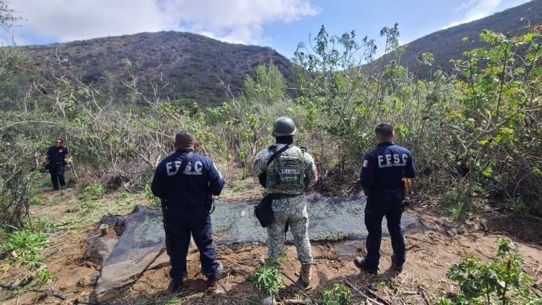 Fuerza Estatal y Defensa localizan y destruyen plantío de marihuana