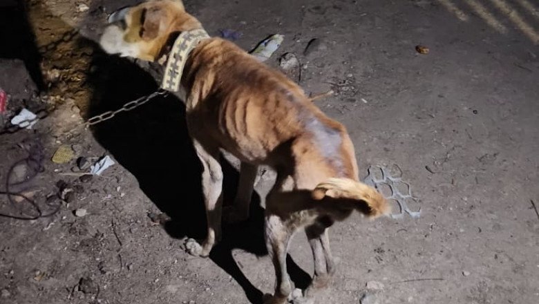 Rescata Fiscalía Regional de San Quintín a perrito en estado de abandono