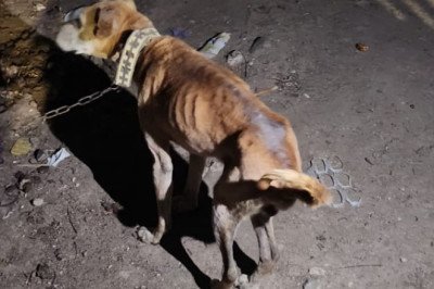 Rescata Fiscalía Regional de San Quintín a perrito en estado de abandono