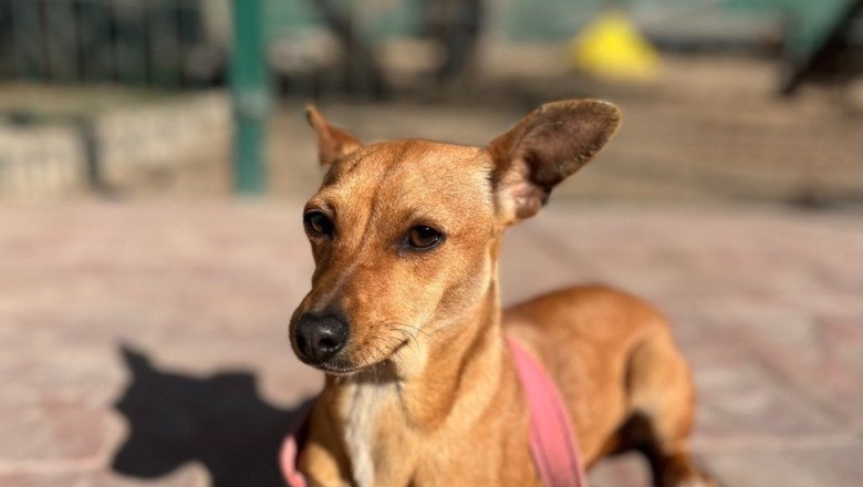 Convoca Gobierno de Ensenada a integrar el Consejo Ciudadano para la Protección y Trato Digno a los Animales