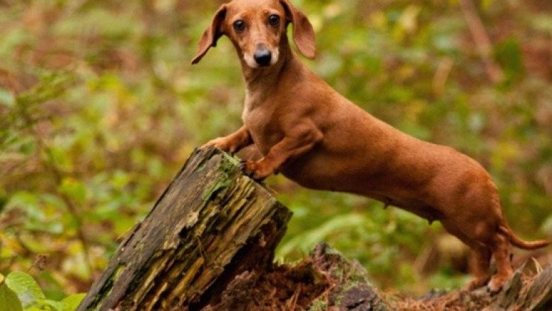 Una perrita se reúne con su dueña tras meses perdida en una isla