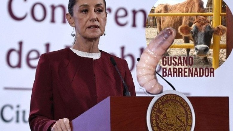 Sheinbaum critica freno de EU a ganado mexicano por el gusano barrenador