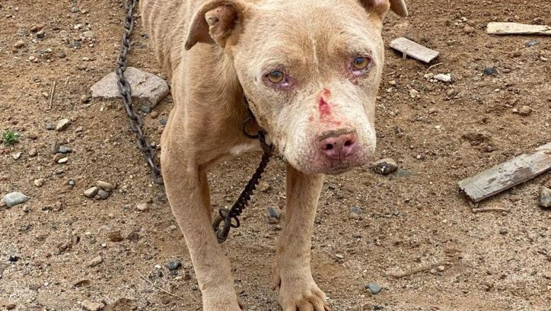 Rescata FGE a canino en estado de abandono
