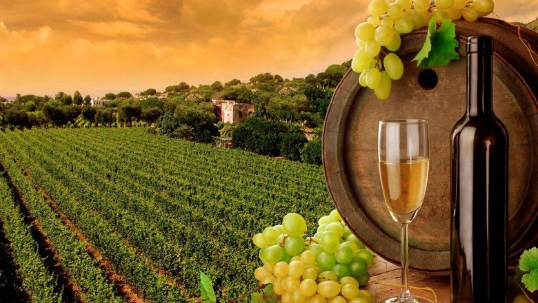 El Valle de Guadalupe: orgullo vinícola de Baja California que conquista al mundo