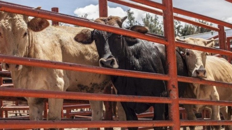 Senasica afirma que casos de gusano barrenador se mantienen a la baja