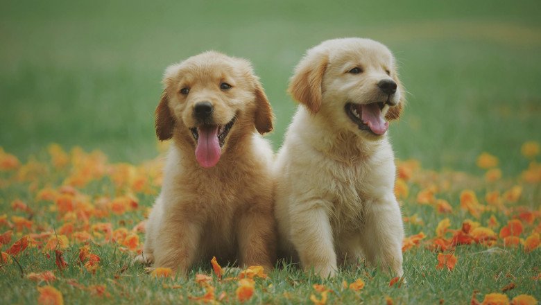 ¿Tener una mascota? Sí… pero con responsabilidad