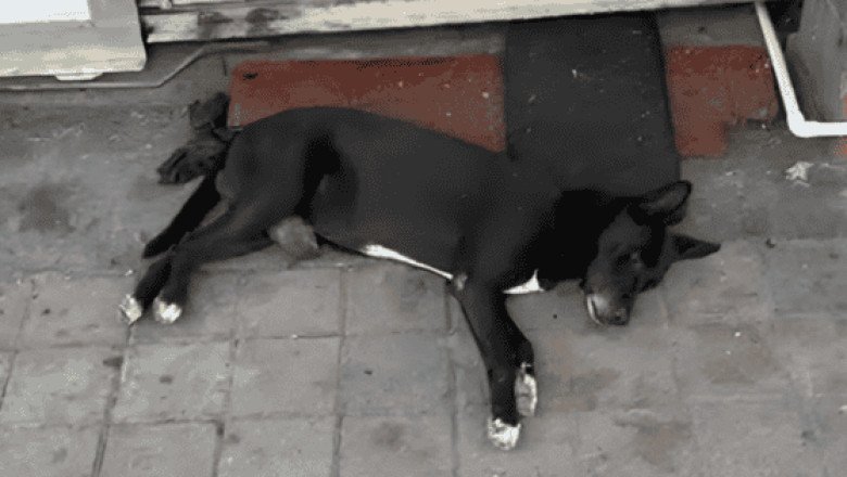 Rescatan al "Hachiko de Culiacán", el perro que esperó a su dueño asesinado