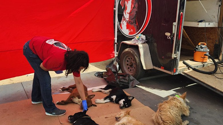 Exitosa jornada de esterilización y vacunación para mascotas en Montemar