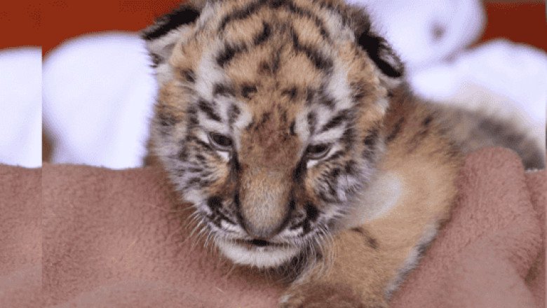 3 cachorros de tigre siberiano fueron sacrificados en zoológico de Alemania